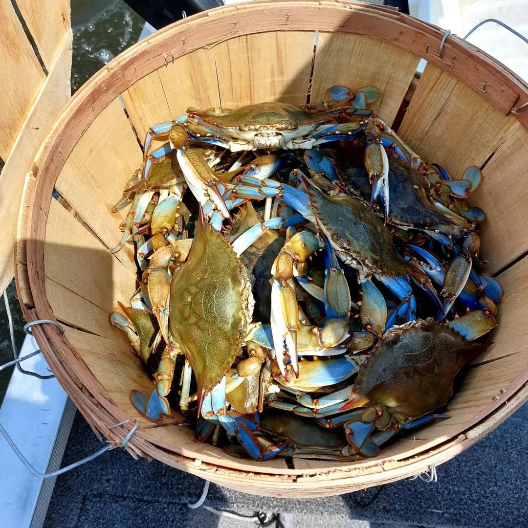 Two Ring Cotton Crab Net